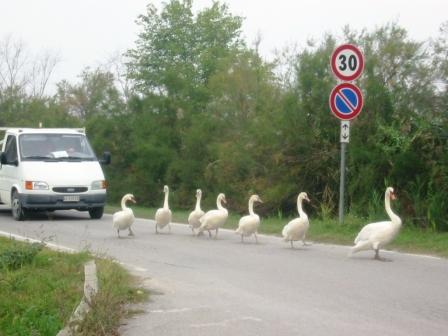 Avifauna humor